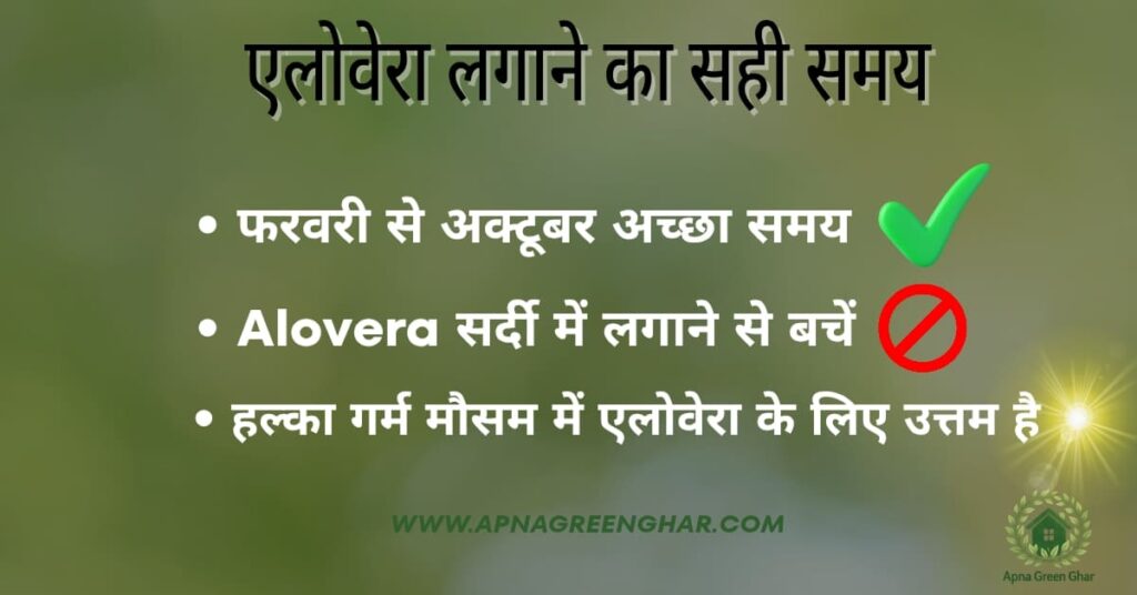 एलोवेरा लगाने का सही समय