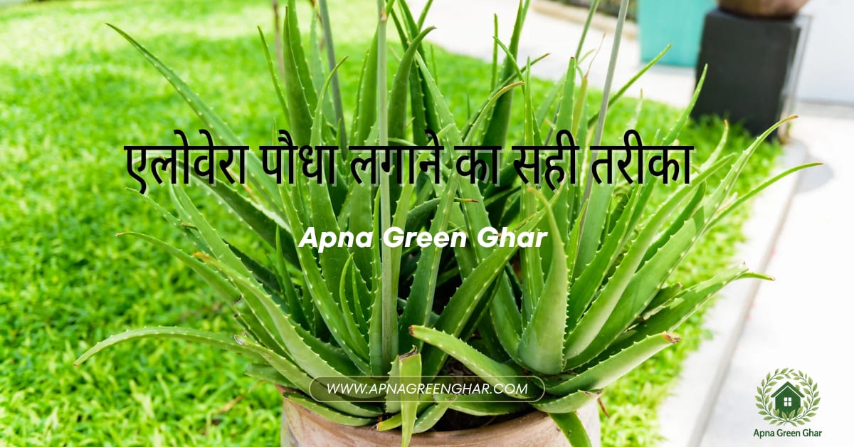 एलोवेरा पौधा लगाने का सही तरीका