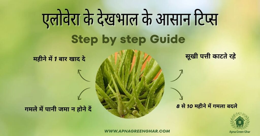 एलोवेरा की देखभाल के आसान टिप्स