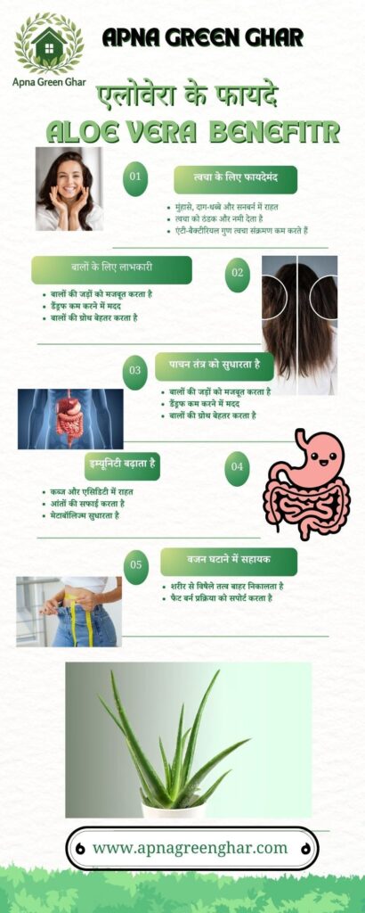 Aloe Vera Benefits in Hindi