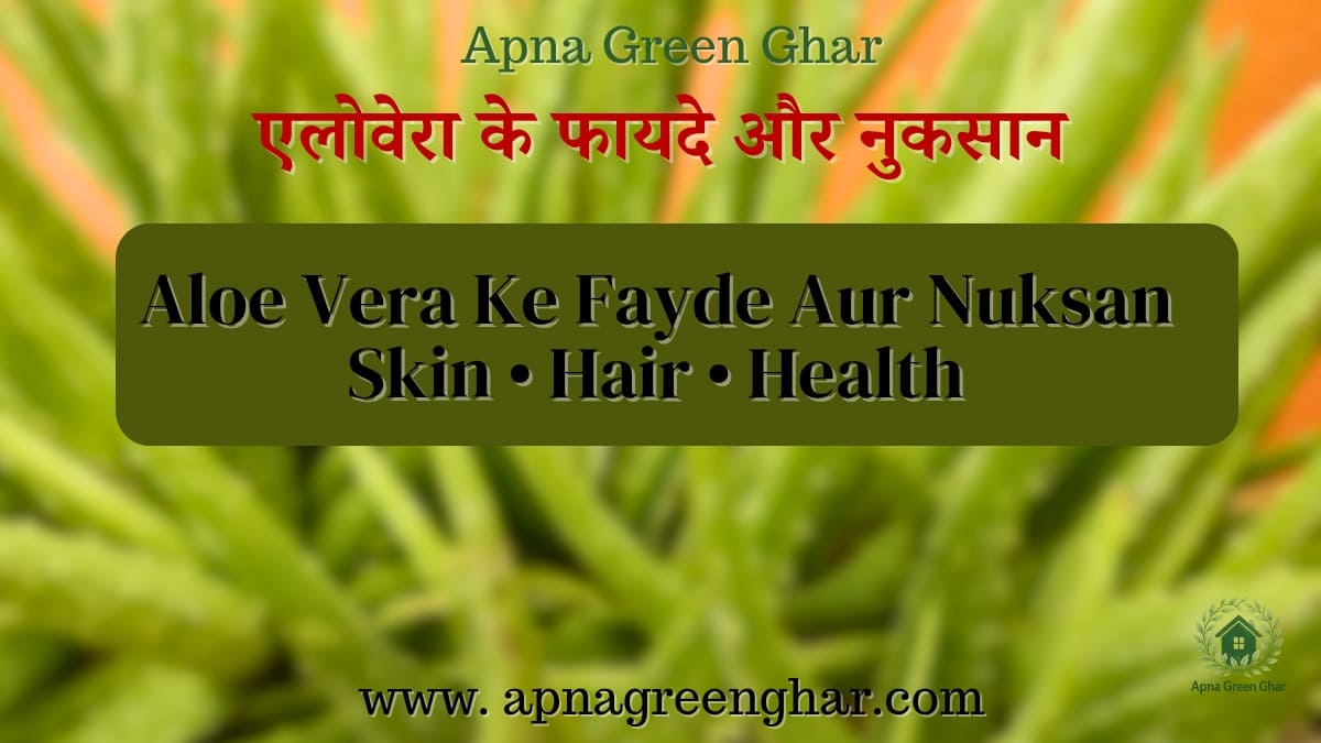 aloe vera ke fayde aur nuksan