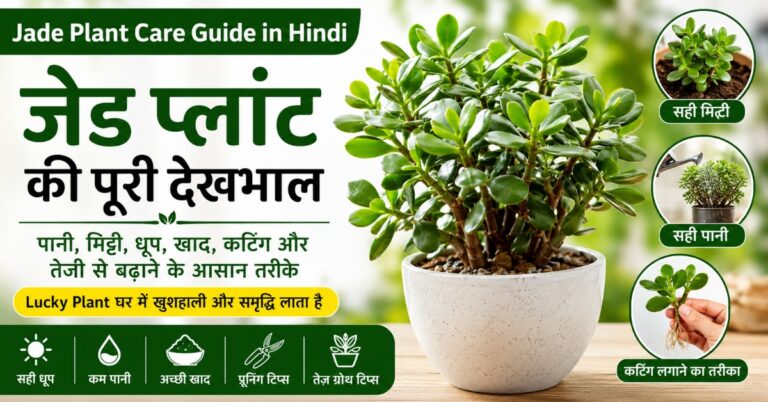Jade Plant Care Guide in Hindi – जेड प्लांट की पूरी देखभाल और उगाने की आसान विधि"