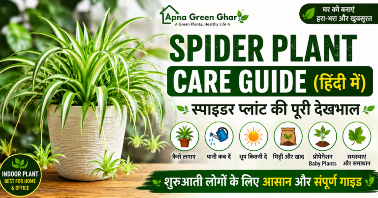 Spider Plant Care Guide in Hindi with complete indoor plant care tips.
