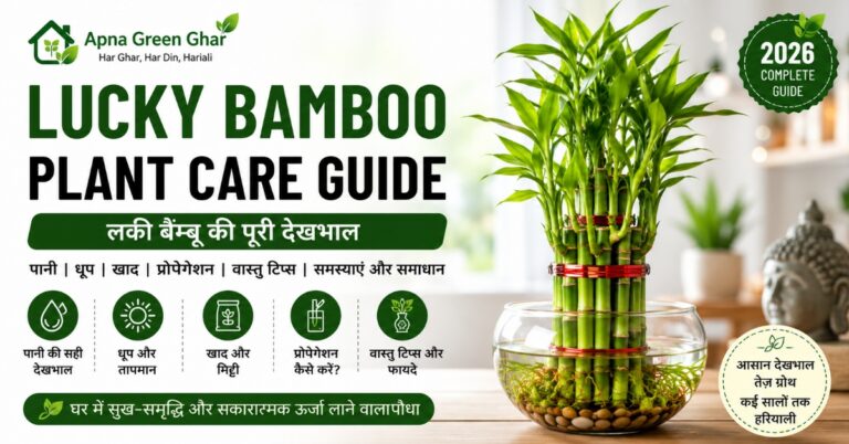 Lucky Bamboo Plant Care Guide in Hindi