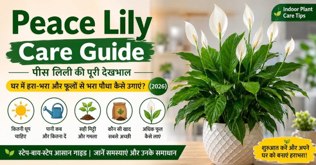 Peace Lily Care Guide in Hindi with healthy flowering indoor plant