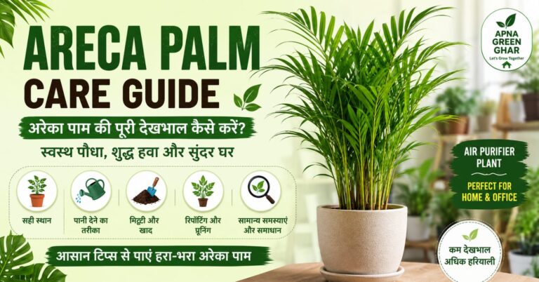 Areca Palm Care Guide in Hindi – अरेका पाम की पूरी देखभाल