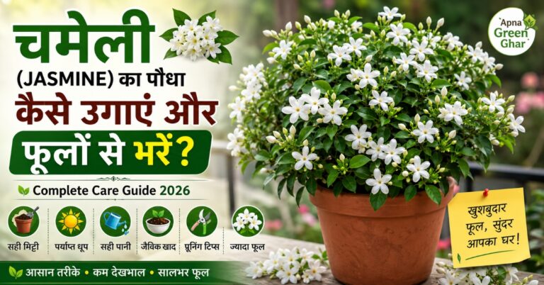 चमेली (Jasmine) का पौधा फूलों से भरा हुआ गमले में