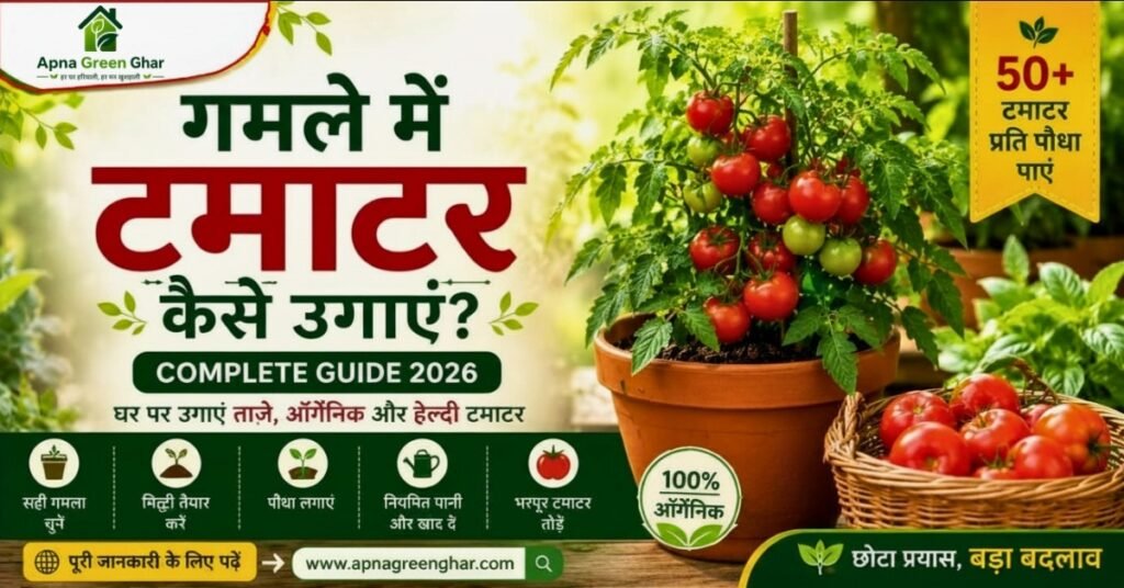 गमले में टमाटर उगाने की पूरी जानकारी 2026