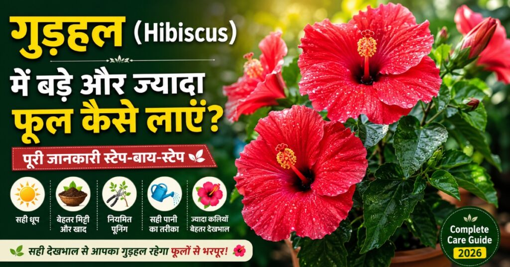 गुड़हल (Hibiscus) में बड़े और ज्यादा फूल कैसे लाएं Complete Care Guide 2026