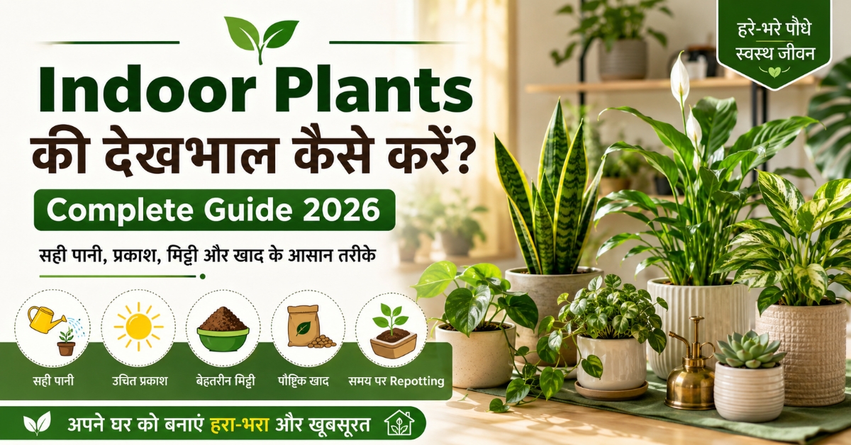 Indoor Plants की देखभाल के लिए घर के अंदर रखे स्वस्थ और हरे-भरे पौधे