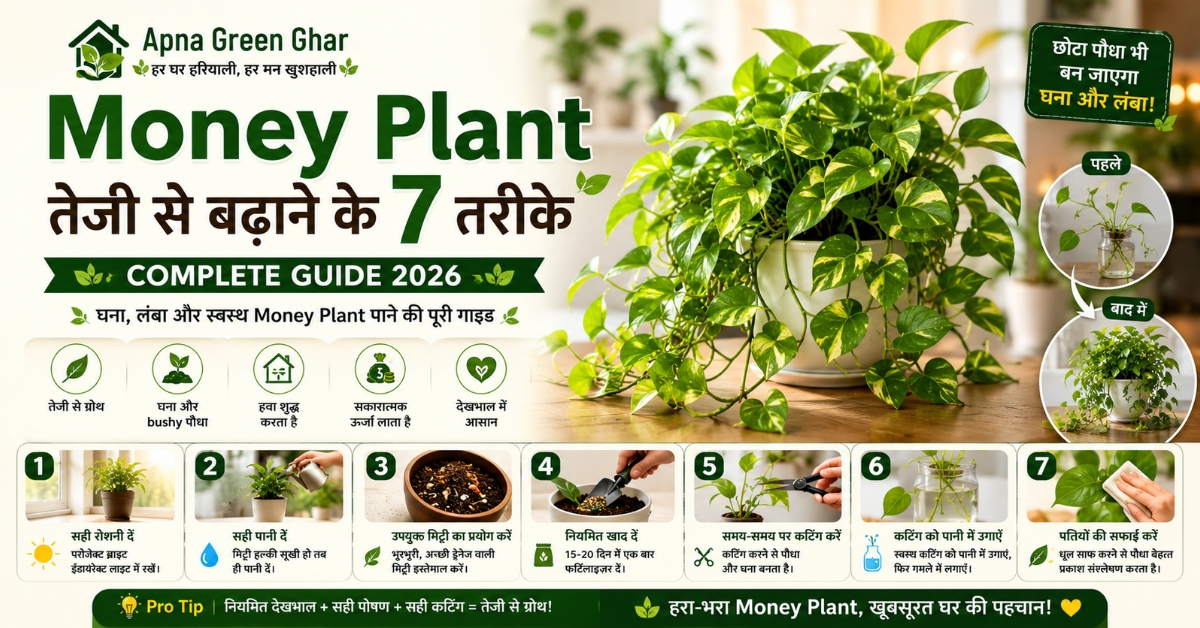 Money Plant तेजी से बढ़ाने के तरीके