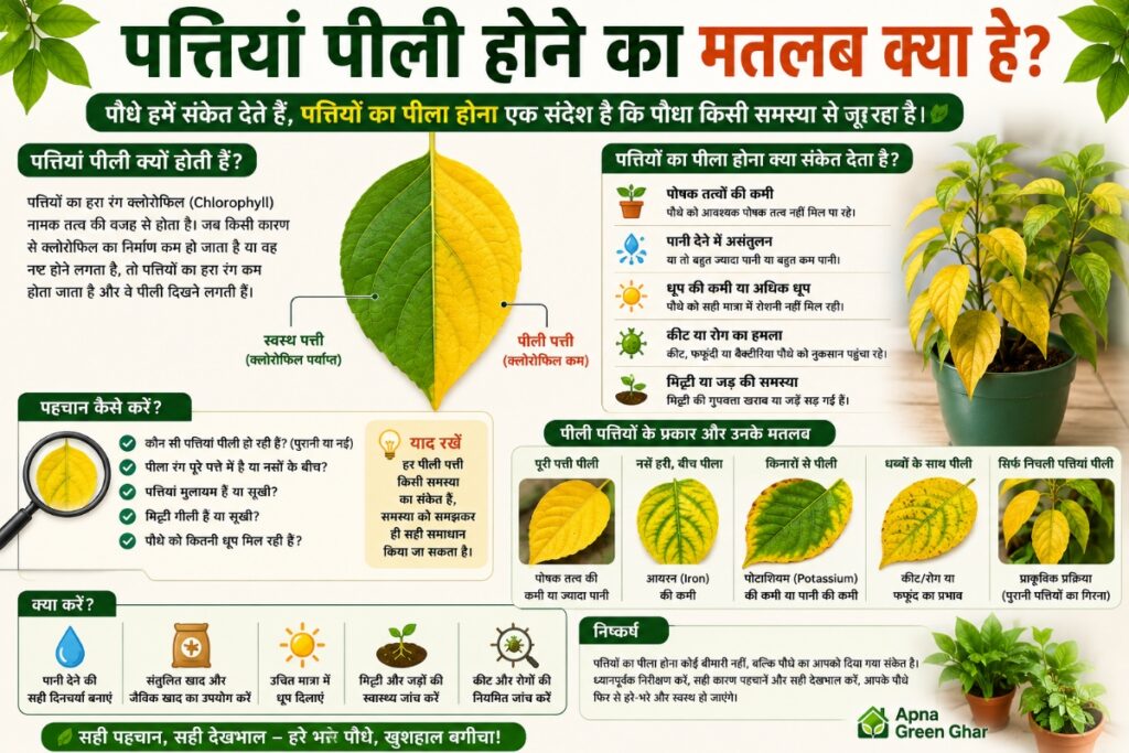 पत्तियां पीली होने का मतलब क्या है?