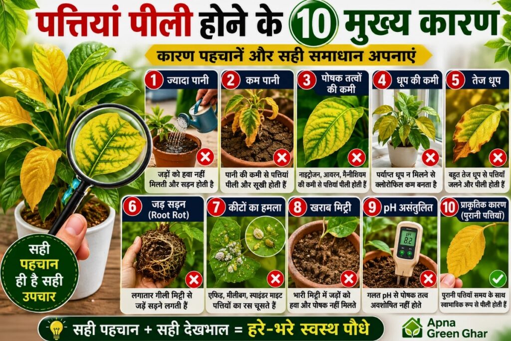 पत्तियां पीली होने के 10 मुख्य कारण