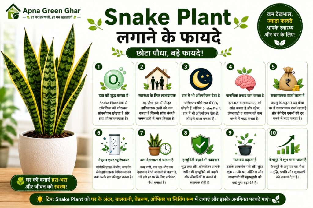 Complete CaSnake Plant की देखभाल कैसे करेंre Guide 2026