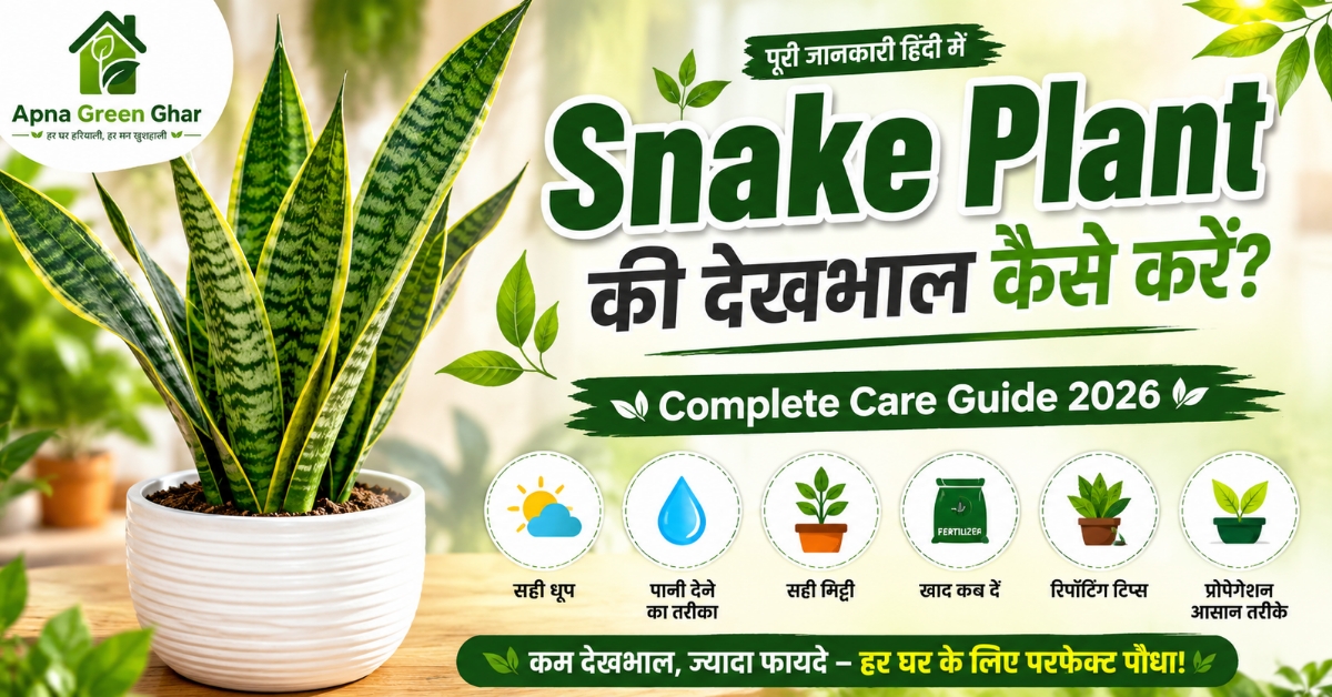 Snake Plant की देखभाल कैसे करें