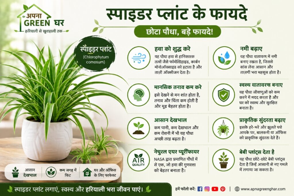 Spider Plant के फायदे