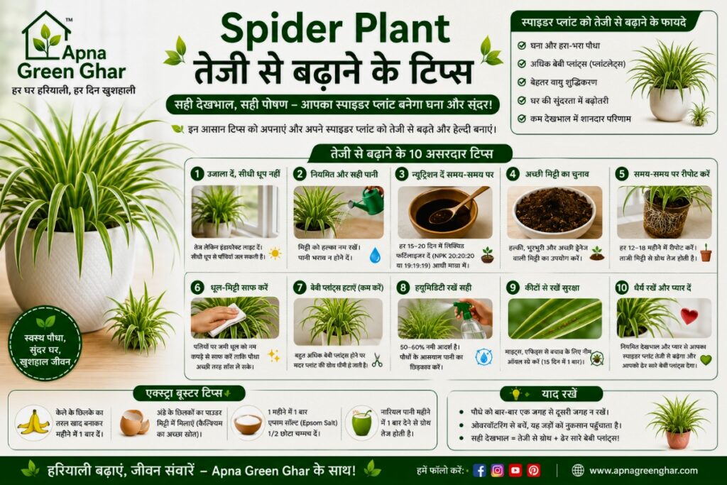 Spider Plant तेजी से बढ़ाने के टिप्स