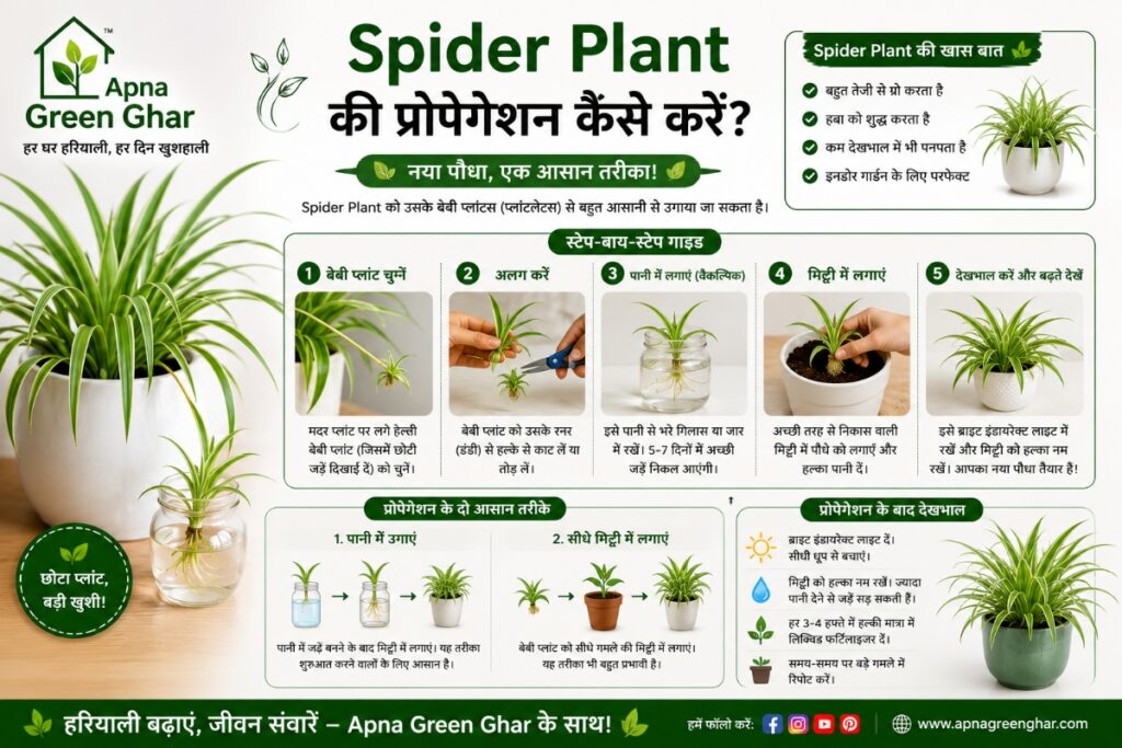 Spider Plant की Propagation