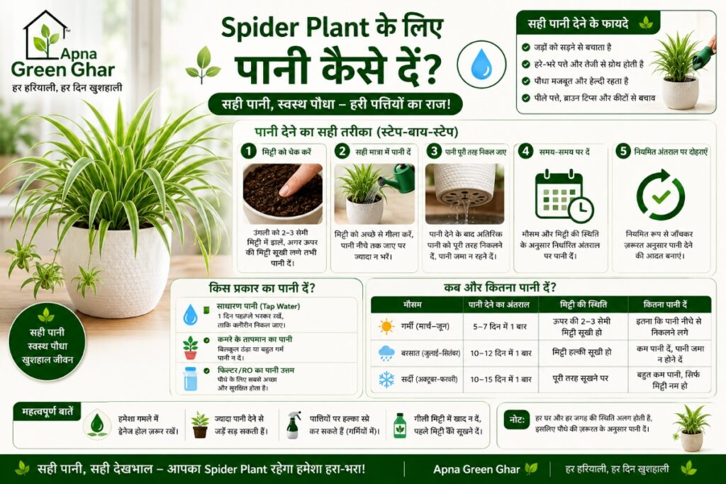 Spider Plant को पानी कब दें?