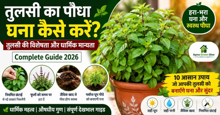 तुलसी का पौधा घना बनाने के आसान तरीके