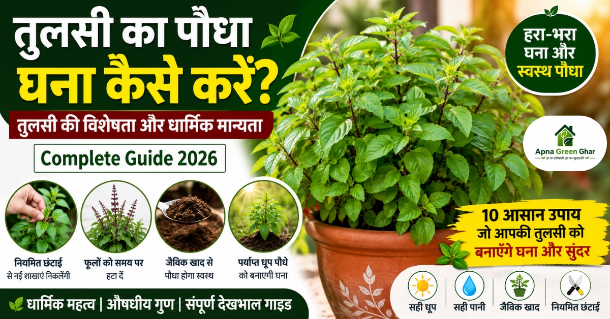 तुलसी का पौधा घना बनाने के आसान तरीके