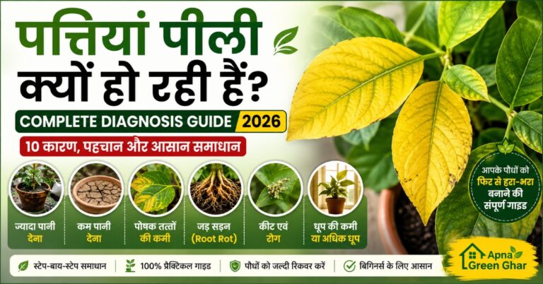 पत्तियां पीली क्यों हो रही हैं Complete Diagnosis Guide 2026