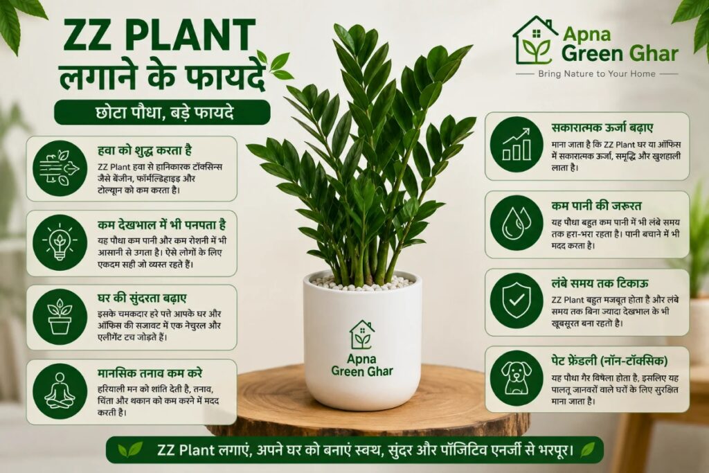 ZZ Plant लगाने के फायदे