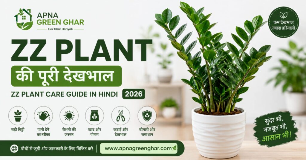 ZZ Plant Care Guide 2026