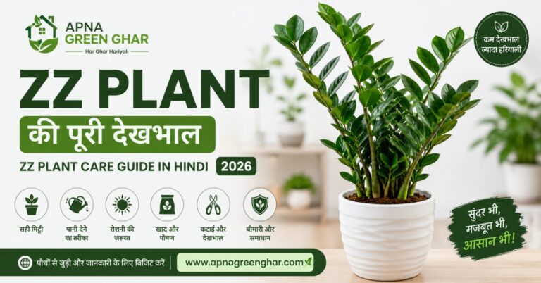 ZZ Plant Care Guide 2026