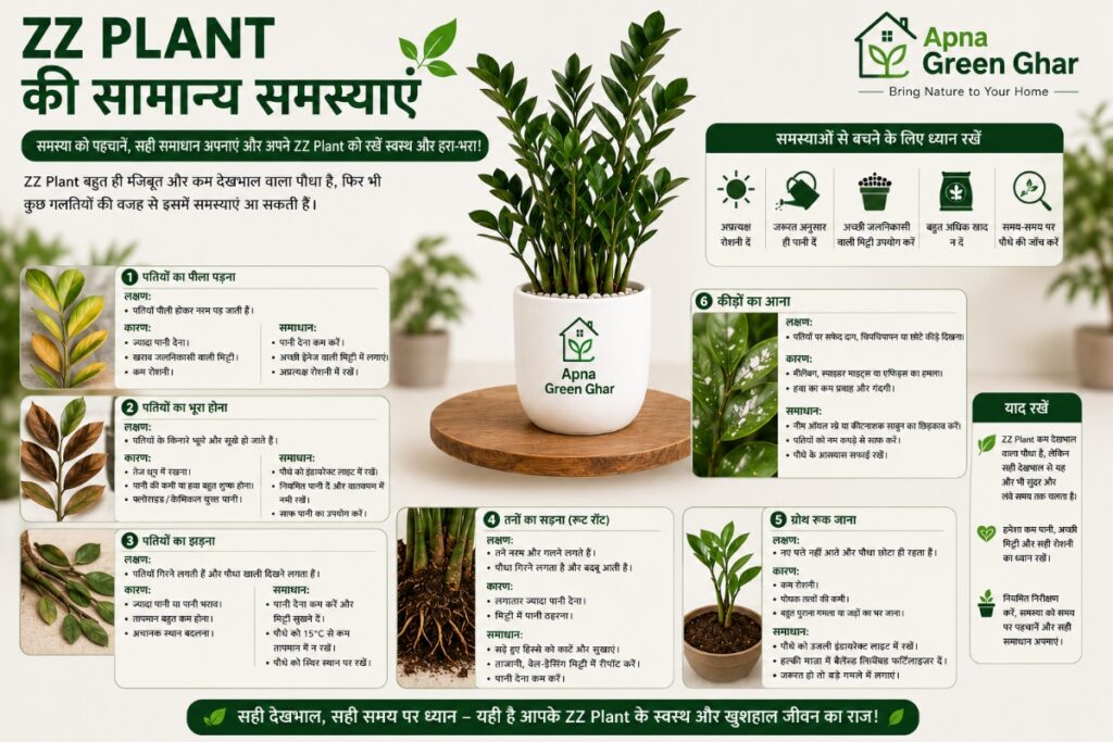 ZZ plant सामान्य समस्याएं और समाधान