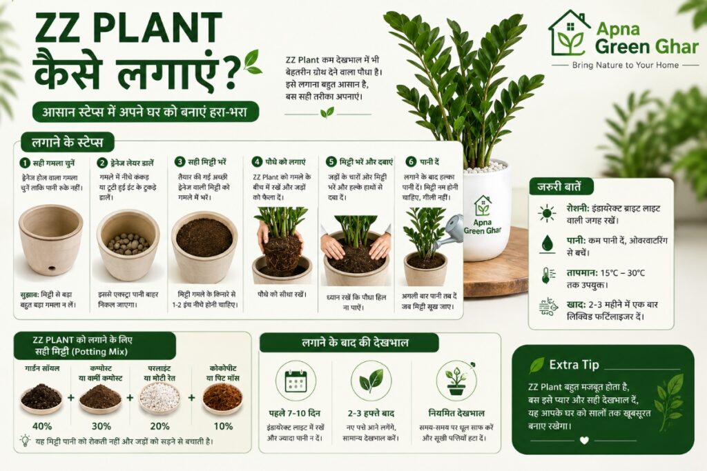  ZZ Plant कैसे लगाएं?