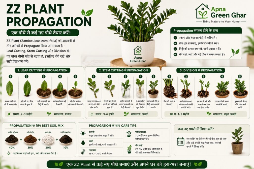 ZZ Plant की Propagation