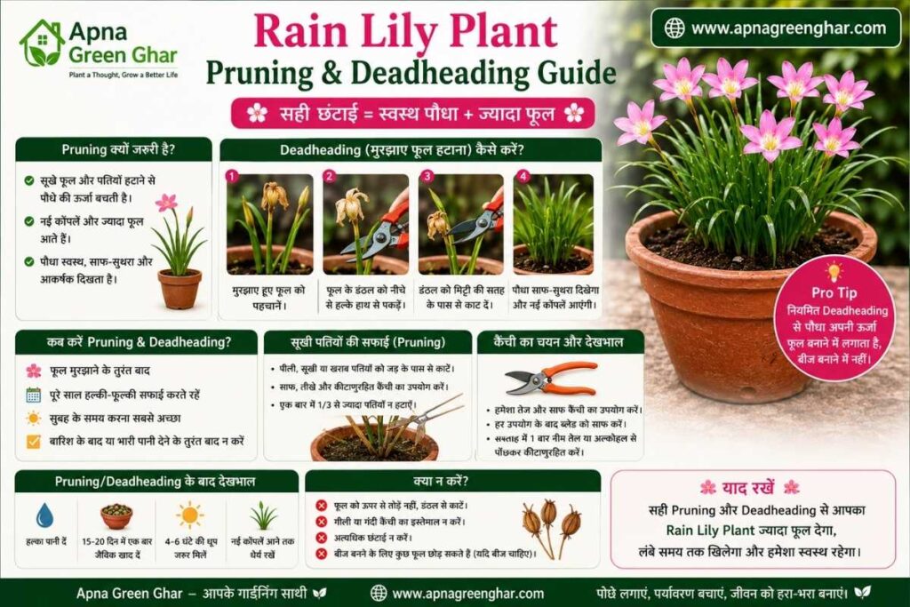 Rain Lily का Propagation (नए पौधे कैसे तैयार करें?)