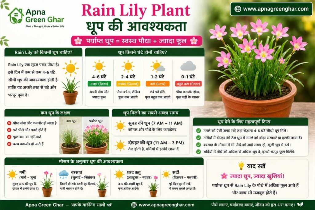 Rain Lily को कितनी धूप चाहिए