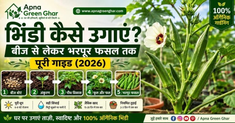 भिंडी का स्वस्थ पौधा जिसमें हरी और ताज़ी फलियाँ लगी हुई हैं