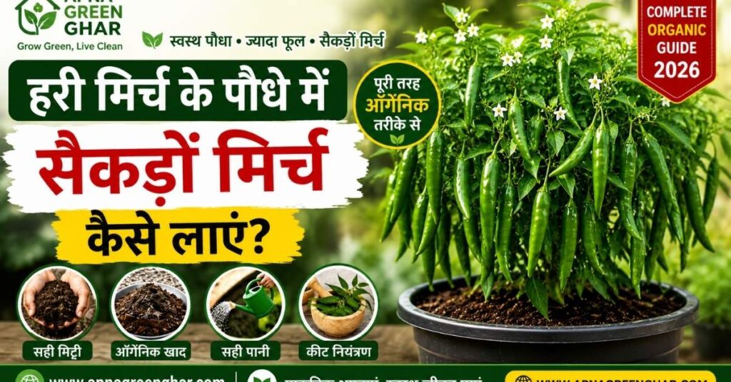 हरी मिर्च के पौधे में सैकड़ों मिर्च कैसे लाएं – Complete Organic Guide