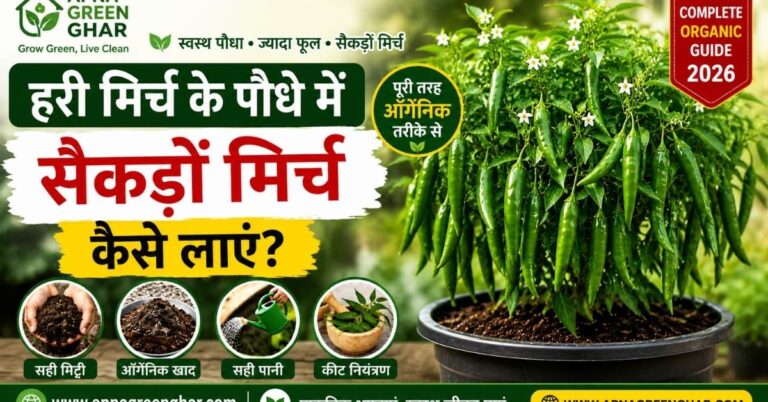 हरी मिर्च के पौधे में सैकड़ों मिर्च कैसे लाएं – Complete Organic Guide