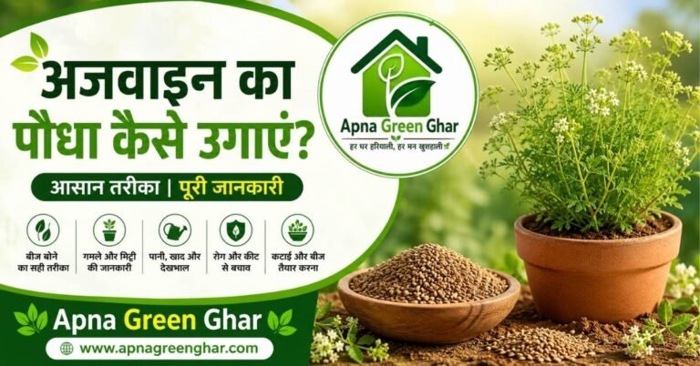 अजवाइन का पौधा कैसे उगाएं – गमले में उगाने की पूरी गाइड