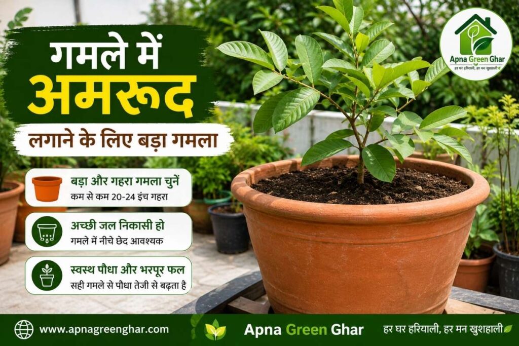  गमले में अमरूद के लिए सही गमला कैसे चुनें?