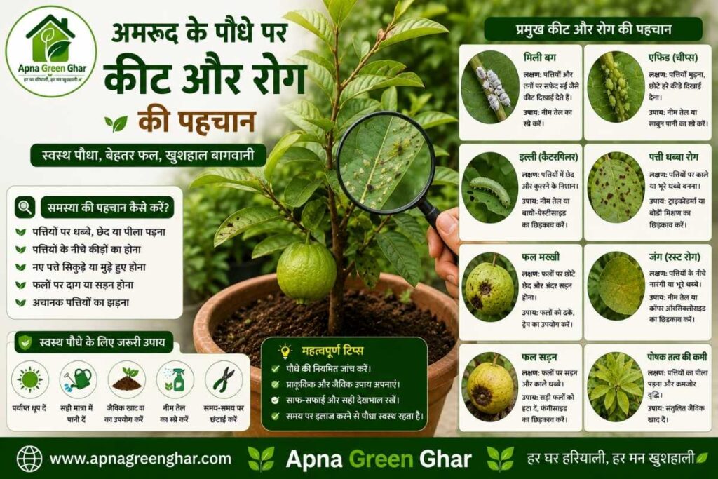 गमले में अमरूद के प्रमुख कीट और रोग