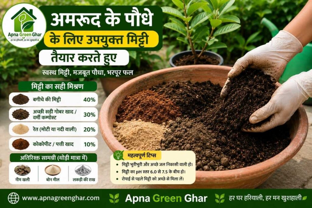 अमरूद के लिए सबसे अच्छी मिट्टी कैसे तैयार करें?