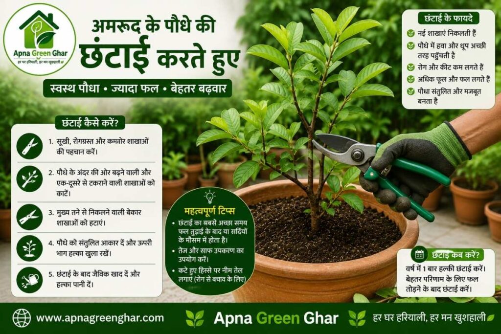 अमरूद की छंटाई (Pruning) क्यों जरूरी है?