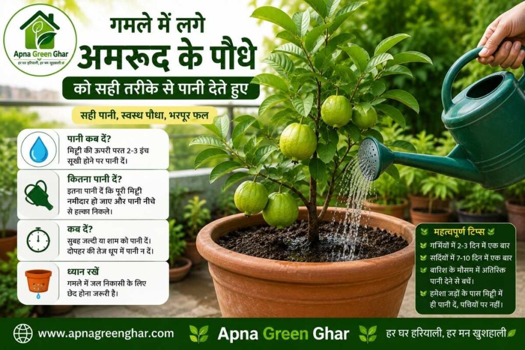 गमले में अमरूद को पानी कब और कितना दें?