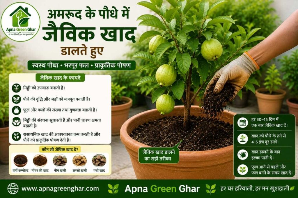  गमले में अमरूद के लिए जैविक खाद कब और कैसे दें?