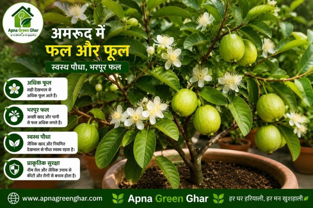 गमले में अमरूद में ज्यादा फूल और फल कैसे लाएं?