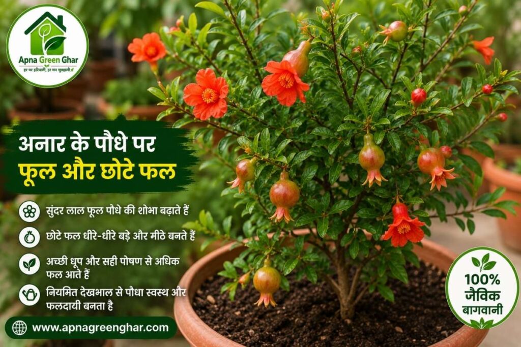गमले में अनार क्यों उगाएं?