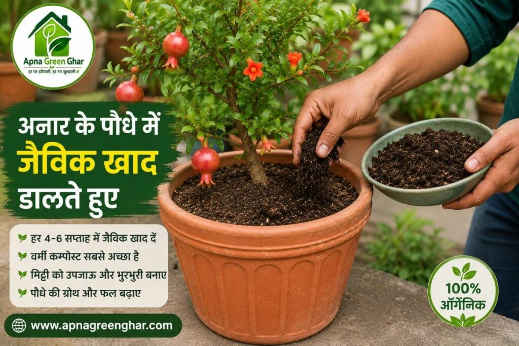 गमले में अनार के लिए सबसे अच्छी जैविक खाद