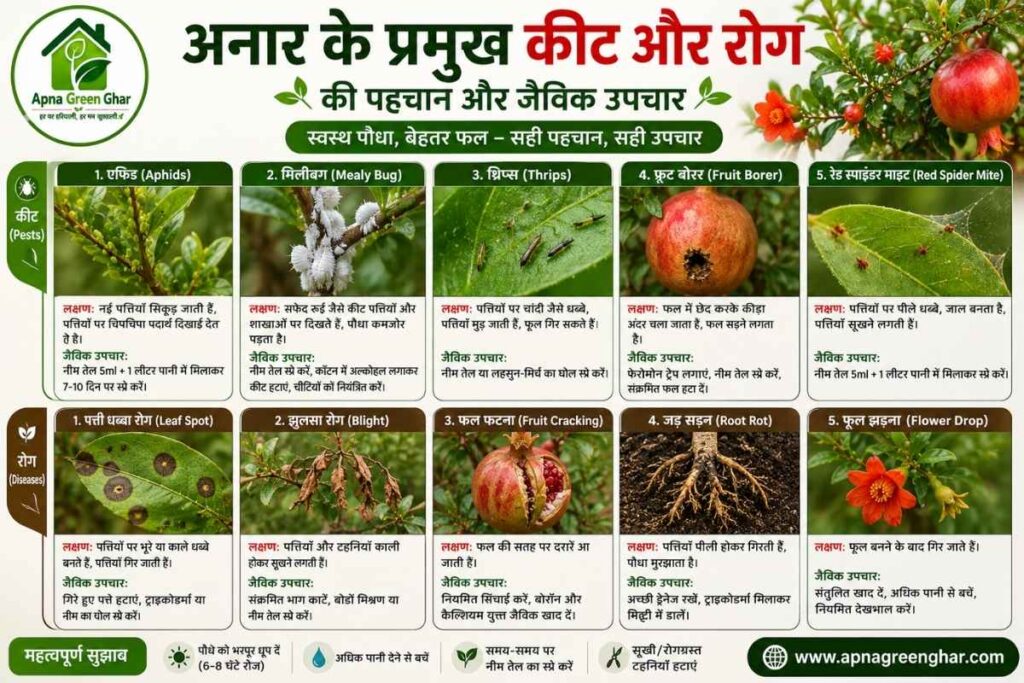 गमले में अनार में लगने वाले प्रमुख रोग और उनका जैविक उपचार