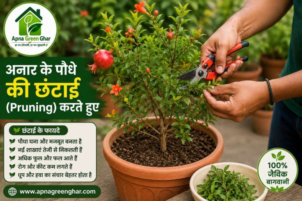 अनार के पौधे की छंटाई (Pruning) कैसे करें?