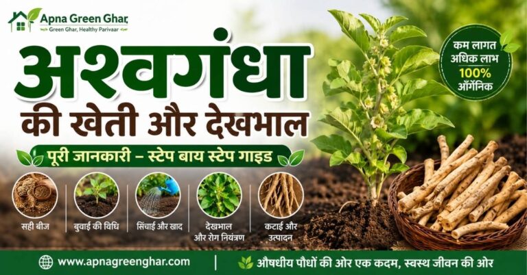 अश्वगंधा की खेती कैसे करें